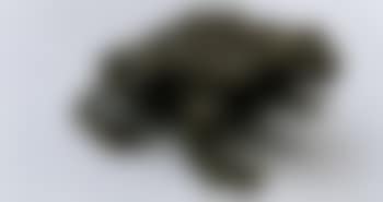 Crapaud (preview)