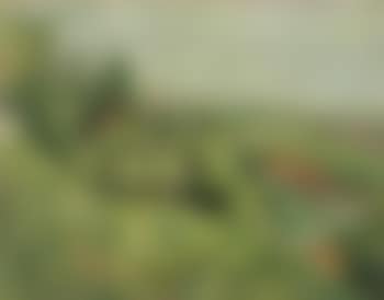 Summer landscape (preview)