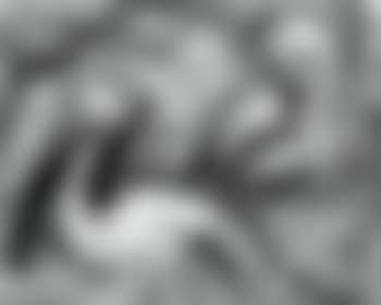 Pelicans (preview)