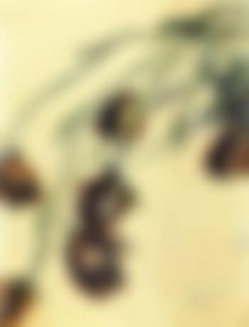 Poppies (preview)