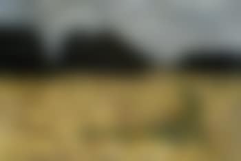 Fields with trees on horizon (preview)