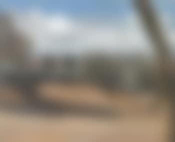Southerly landscape with olive trees and pines (preview)