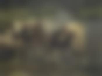 Cows by river (preview)