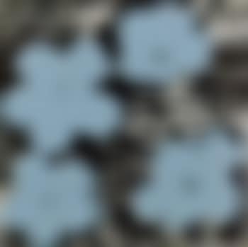 Flowers (preview)