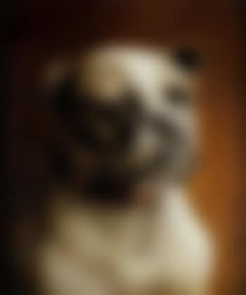 Bulldog (preview)