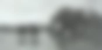 Cows in shallow water (preview)