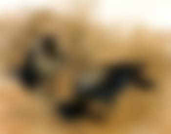 Two crows (preview)