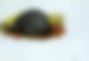 Hedgehog (preview)