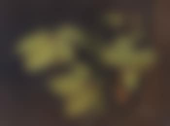 Still life with branch and beech leaves with dark background (preview)
