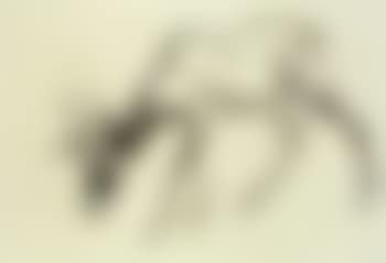 Roebuck (preview)
