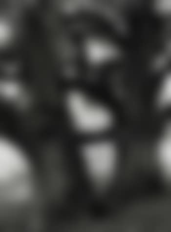 Trees in Aramsau (preview)