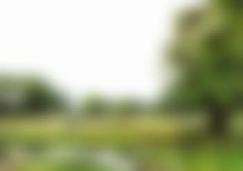 Rural scene (preview)