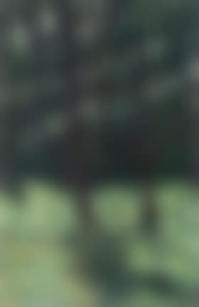 Tunstall Forest (preview)