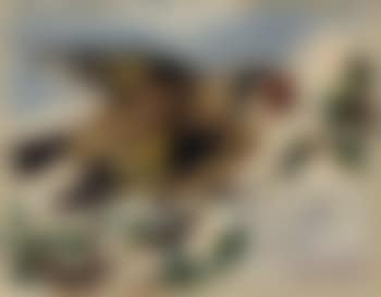 Oiseau (preview)