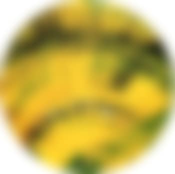 Untitled - spin painting (preview)