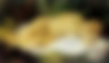 Baigneuse etendue (preview)