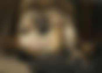 Nest met jonge mastiffs - nest of puppy pugs (preview)