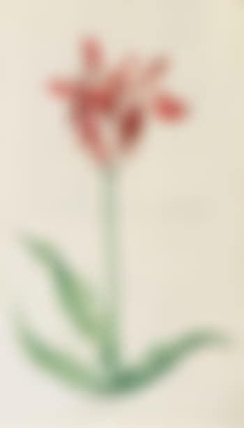Tulips (preview)