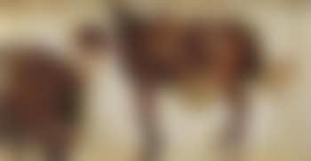 Study of horses with saddles (preview)