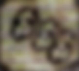 Dollar signs (preview)