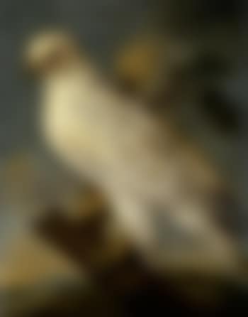Falcon on a branch (preview)