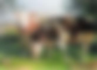 Cows grazing (preview)