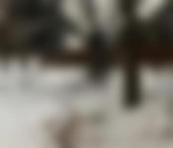 Bos in de sneeuw - Forest in the snow (preview)