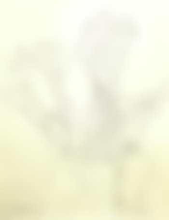 Vase de fleurs (preview)