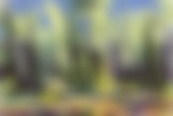 Pine forest with blue sky in background (preview)