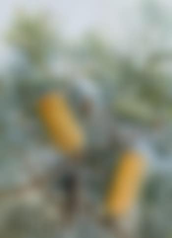 Banksias (preview)