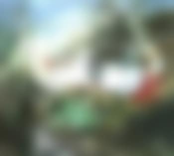 Lovers in the trees (preview)