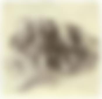 Horses pulling cart (preview)