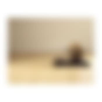 Fears (preview)