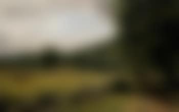 Meadow (preview)