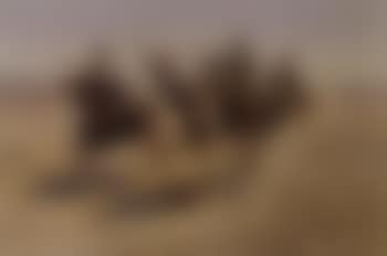 Cowboy race (preview)