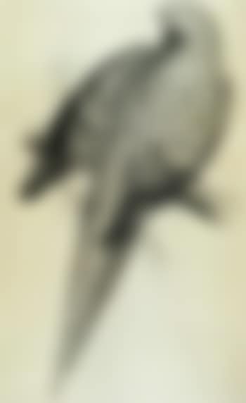 Illustrations of family of Psittacidae or parrots (preview)