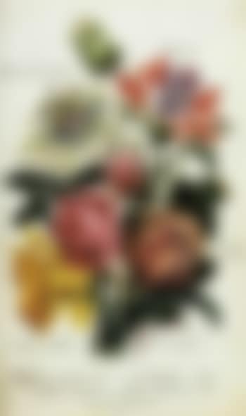 Flora de Varsovie et de Cracovie (preview)