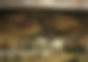 Exmoor shepherd (preview)