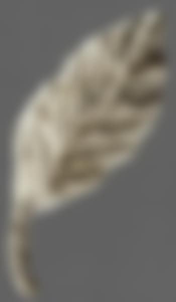 Feuille (preview)