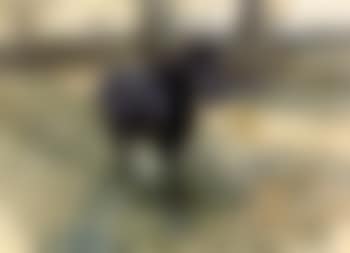Black horse, study for vagabonds (preview)