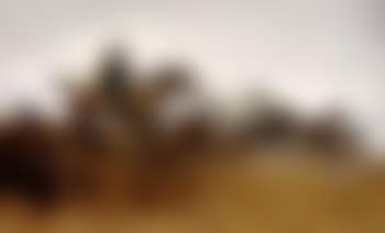 Ponies galloping (preview)