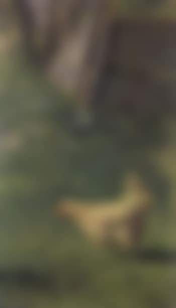 Hen in the yard (preview)