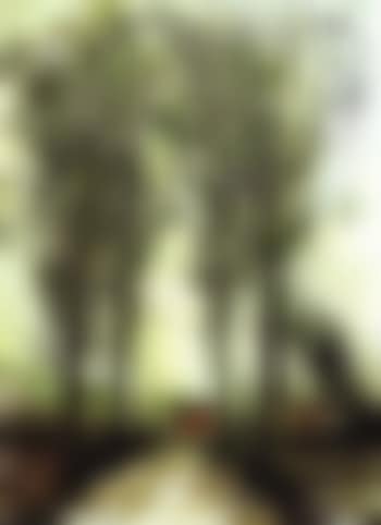 Trees along path in Brittany (preview)