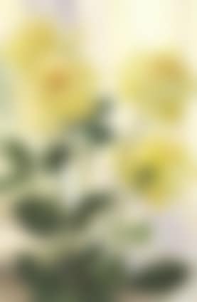 Yellow roses (preview)