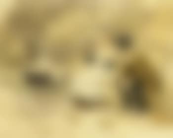 Making an acquaintance (preview)