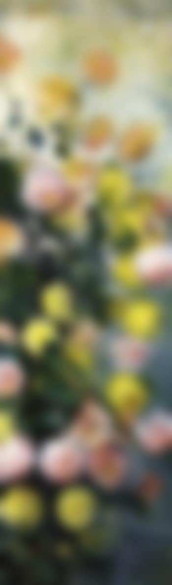 Dahlias (preview)
