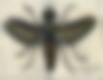 Mouche (preview)