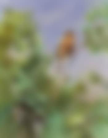 Male chaffinch on branch (preview)