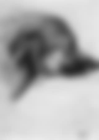 Dog's head in profile. Sleeping cat. Bird study (preview)