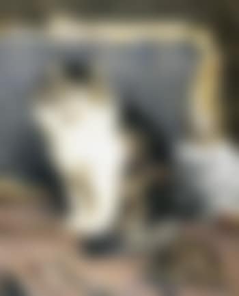 Le chat et la tortue dans l'atelier (preview)